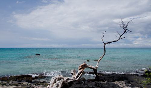 Alone dry tree at Anaeho'omalu beach; Waikoloa, Big Island, Hawaii