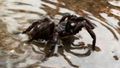 Spike in funnel-web spider sightings across Sydney