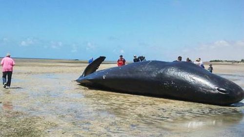 Shocked locals gather around one of the dead whales. (Supplied, Josh Ruddock)