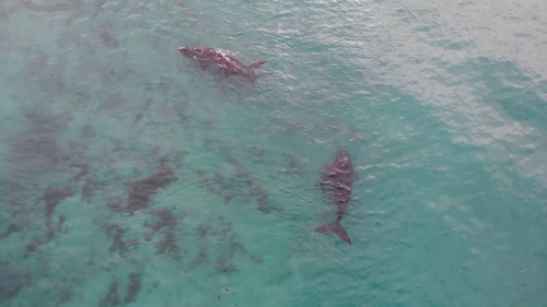 The Southern Right Whales were resting before recommencing their migration journey. 