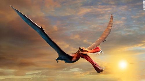 Rappresentazione artistica di uno pterosauro.