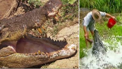 Confronting the crocodile that mauled the Barefoot Bushman