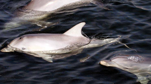 Caption
The Adelaide Dolphin Sanctuary is home to 30 - 40 wild bottlenose dolphins.
