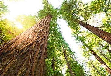 Redwood National Park is situated in which US state?