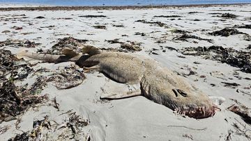 Dead fish Eight Mile Beach South Australia 