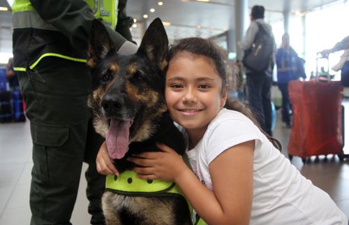 Six-year-old Sombra has helped Colombia's police detect more than 2000kg of cocaine hidden in suitcases, boats and large shipments of fruit. Picture: EPA