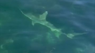 This is believed to be the tiger shark that bit a tourist on the leg near Jurien Bay.