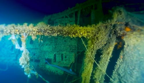 Velella shipwreck Italy