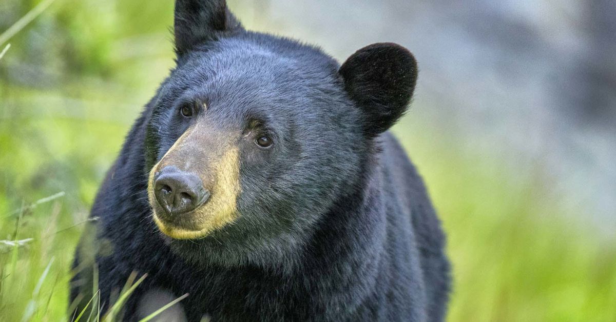 USA:More than 160,000 apply for Florida’s first bear hunt in a decade