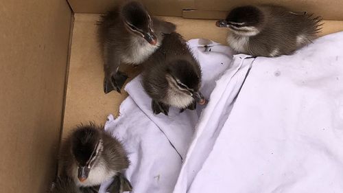 Firefighters successfully rescued six little ducklings and returned them to their parents.