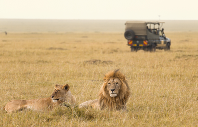 Lions in the forground on Kenyan safari