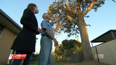 A group of neighbours have a problem tree that borders all their backyards.