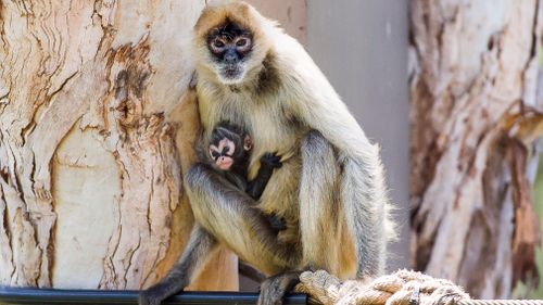 The baby black-handed spider monkey was born on October 9. (Supplied Rick Stevens)