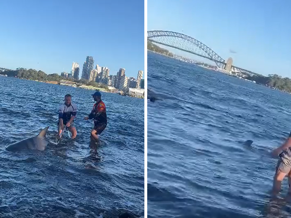 Shark news: Fisherman catches monster bull shark in Sydney Harbour