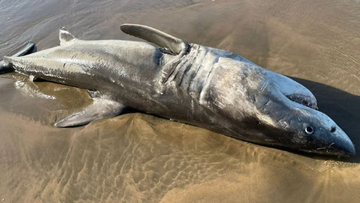 This white shark carcass washed out yesterday at Hartenbos Beach, Mossel Bay. The animal was killed by a pair of orcas. 