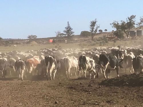 Ashley Gamble, 33, and Wendy Ellis, 31, have already borrowed huge amounts of cash from the bank as they struggle to keep their 1500 dairy cows alive on their property, near Oakey in the Darling Downs area of Queensland, 160km west of Brisbane.