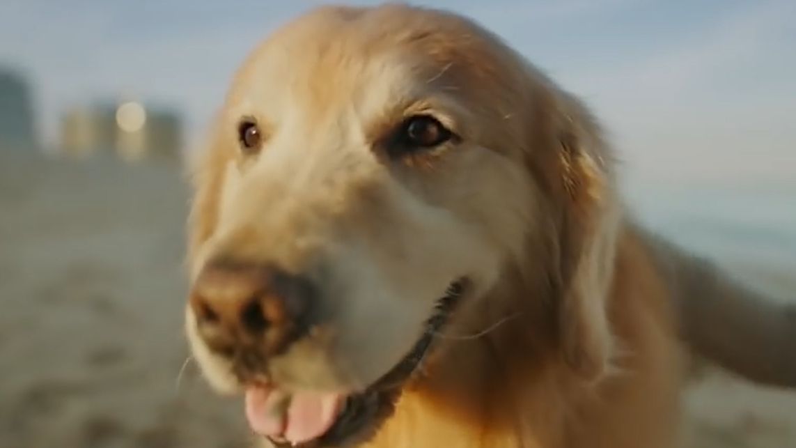 Dog owner spends $8.9m on Super Bowl ad