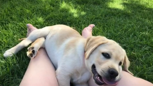 'Drop him off': Perth family offers $5000 for safe return of Labrador puppy