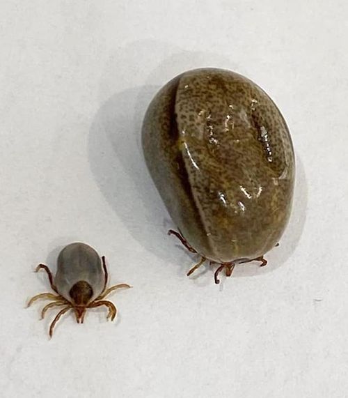 Giant tick found on Jack Russell dog in Byron Bay, NSW.