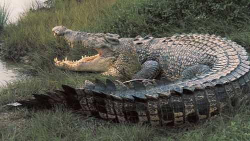 Mr Wood said a crocodile harvest could be good for NT economic development and employment of traditional land owners. Picture: Getty.