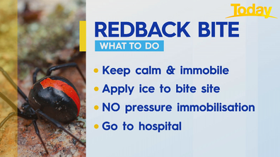 How to treat a redback bite.