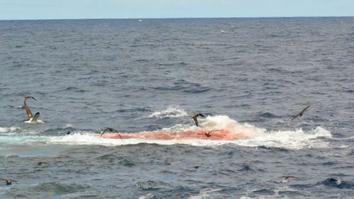 Birds circled for the remnants of the whale.