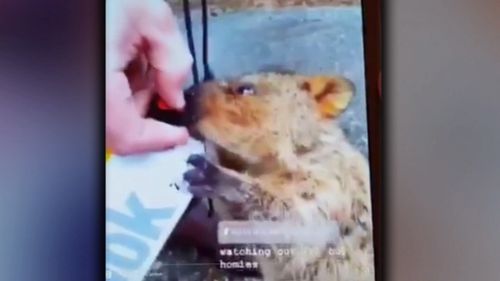 The woman recording the video can be heard laughing and encouraging the quokka. Picture: 9NEWS