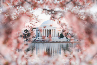cherry blossom washington dc