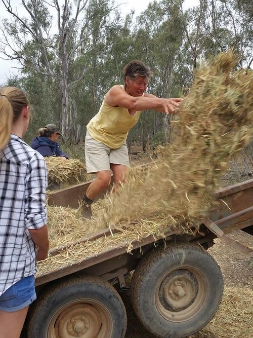 The Barmah Brumby Preservation Group, made up of concerned local residents, are currently rendering ground support for the starving and sick brumbies. 