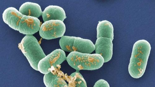 Listeria is a nasty bacteria which is particularly hard to kill.