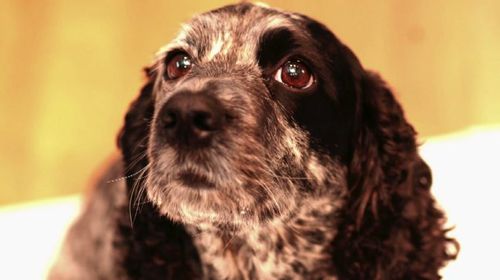 When renowned British author Tom Rubython’s cocker spaniel Daisy passed away in 2014, cost was no object to clone his beloved dog.