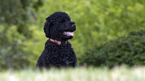 Teen left with stitches after Obama family dog reportedly bit her face on White House visit