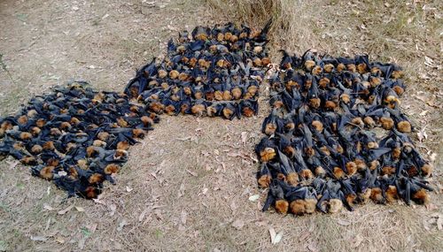 Mounds of dead flying foxes in Campbelltown suburb of Sydney. (Facebook/Help Save the Wildlife and Bushlands in Campbelltown)