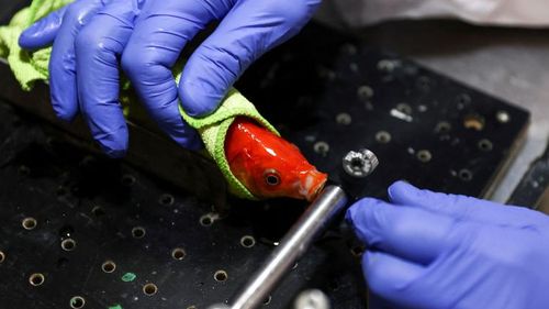 Israeli researchers teach goldfish to drive