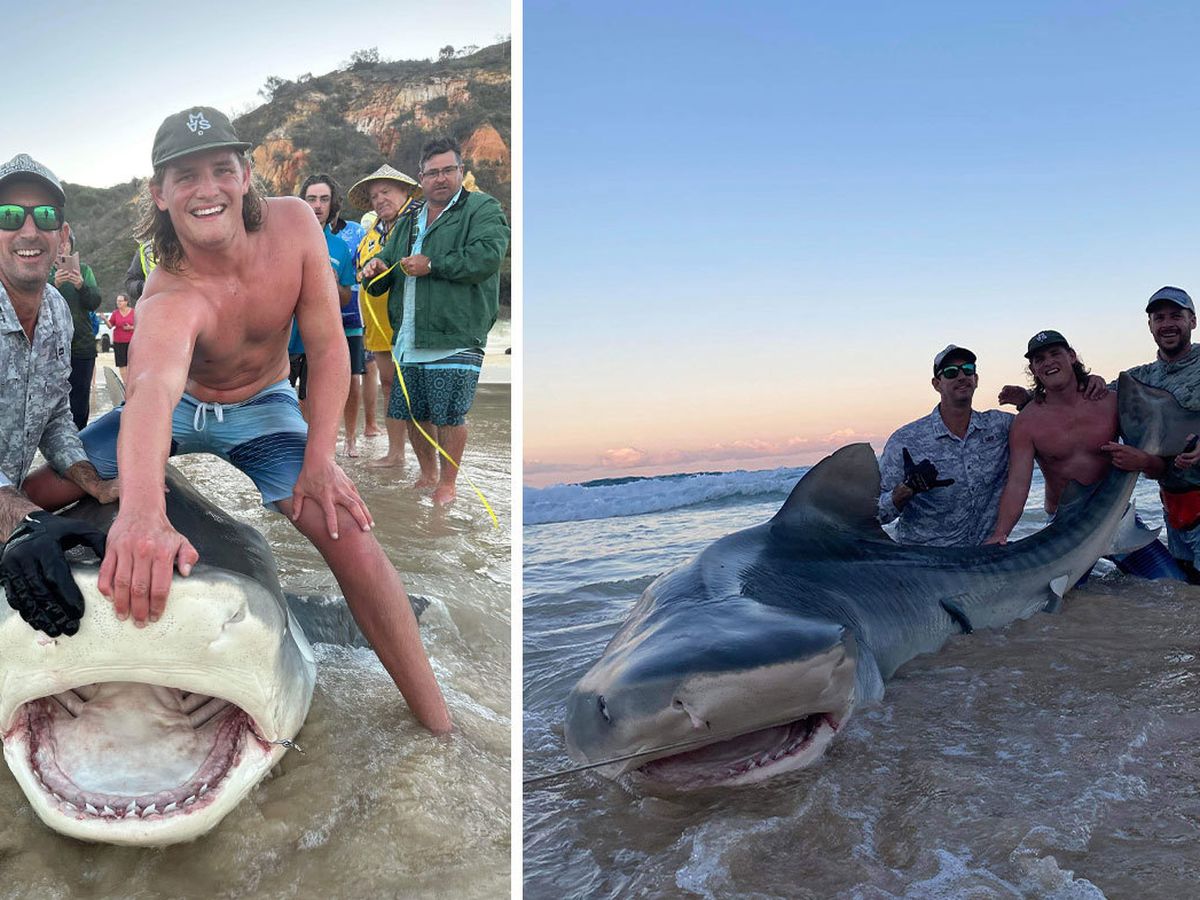 Teen WA fisherman reels in a giant 4.1-metre tiger shark