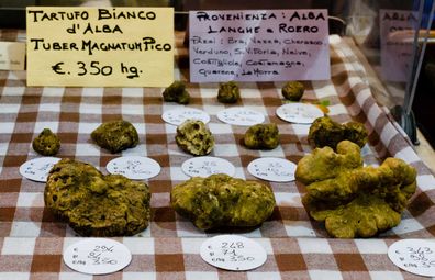 Alba white truffle fair, Italy