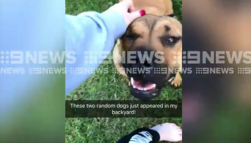 The victim captured video of the dogs moments before they began biting her. (9NEWS)
