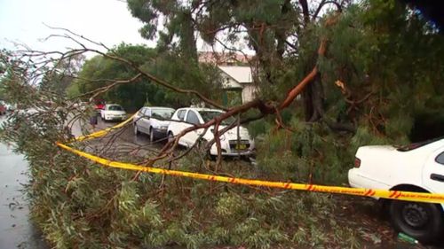 A man was sheltering from the storm in his car on Shadforth Street in Wiley Park when a large branch broke off  and smashed the windscreen of the car. (9NEWS)