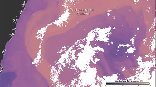 The East Australian Current sweeps warm water down the east coast of Australia.