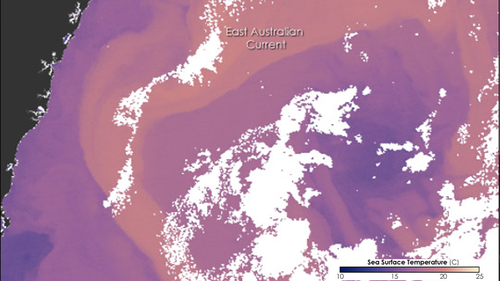 Le courant est-australien balaie l'eau chaude le long de la côte est de l'Australie.