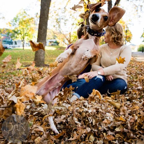 'Show stopping' dachschund photobombs engagement shoot