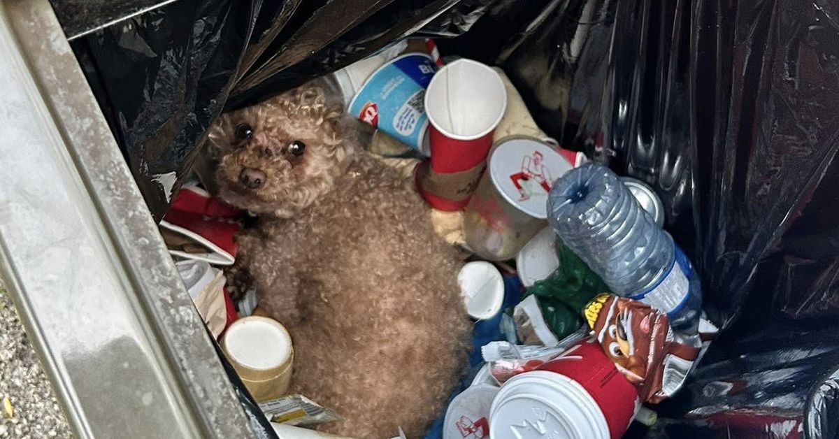 Couple were on a walk when they discovered a dog left inside a bin