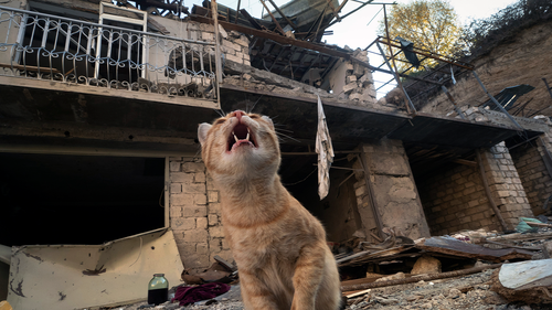 A cat sits in the yard of a house destroyed by shelling by Azerbaijan's artillery  during a military conflict in Stepanakert, the separatist region of Nagorno-Karabakh, Tuesday, Oct. 13, 2020.  