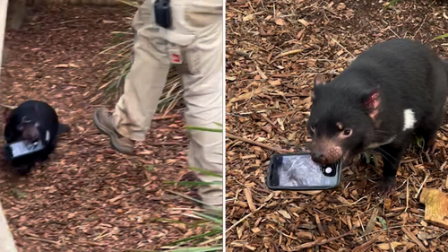 A Tasmanian devil has gone toe-to-toe with wildlife keepers after the marsupial mistook a visitor's phone for a chew toy.