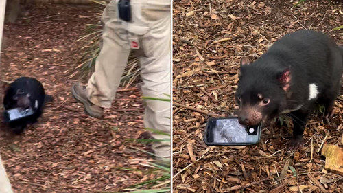 Un diable de Tasmanie a affronté des gardiens de la faune après que le marsupial a pris le téléphone d'un visiteur pour un jouet à mâcher.