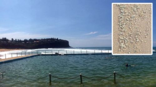 Maggot invasion forces Sydney rock pool to close