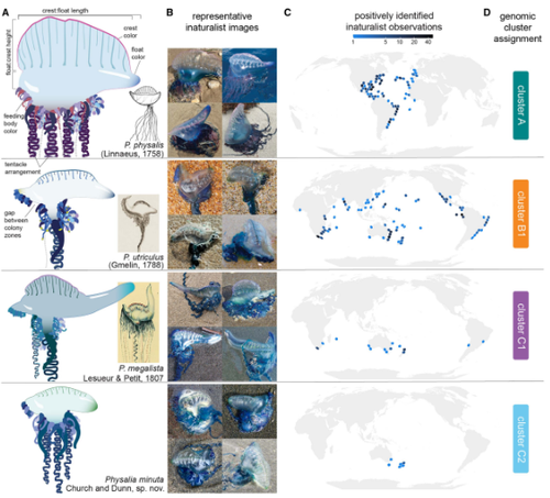 The study proved the existence of at least four distinct bluebottle species.