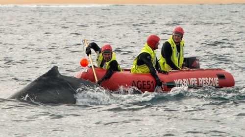 Young whale freed off NSW south coast