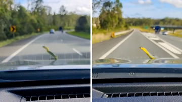 The family were travelling on the highway when the reptile appeared. 