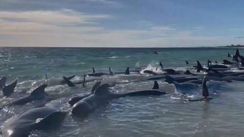 Whales beached.